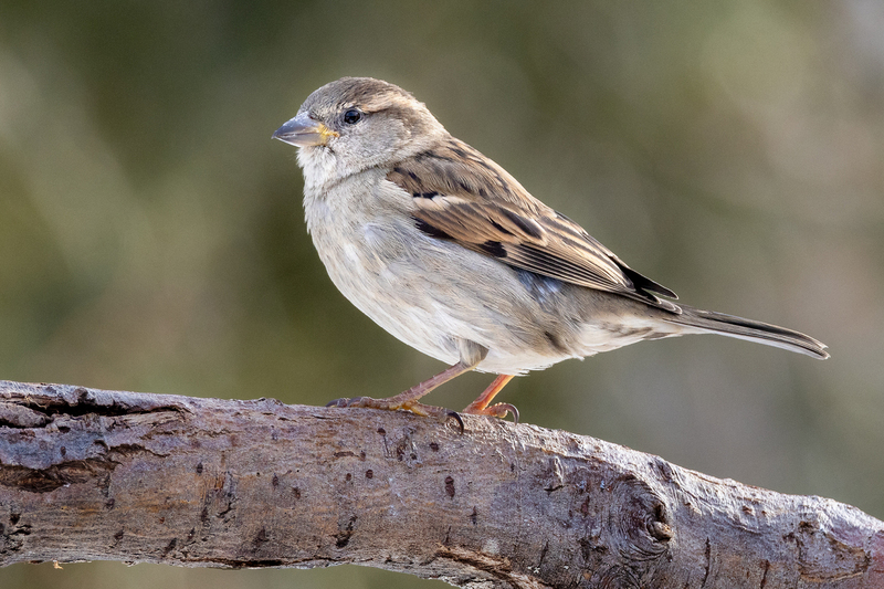 NA233.jpg :: A house sparrow stands perched, readying to land on the food tray below

West Henrietta NY - Winter 2022