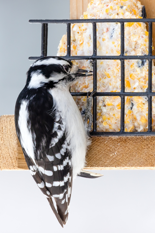 NA234.jpg :: A Downy Woodpecker enjoys a snack at the suet cage

West Henrietta NY - Winter 2022