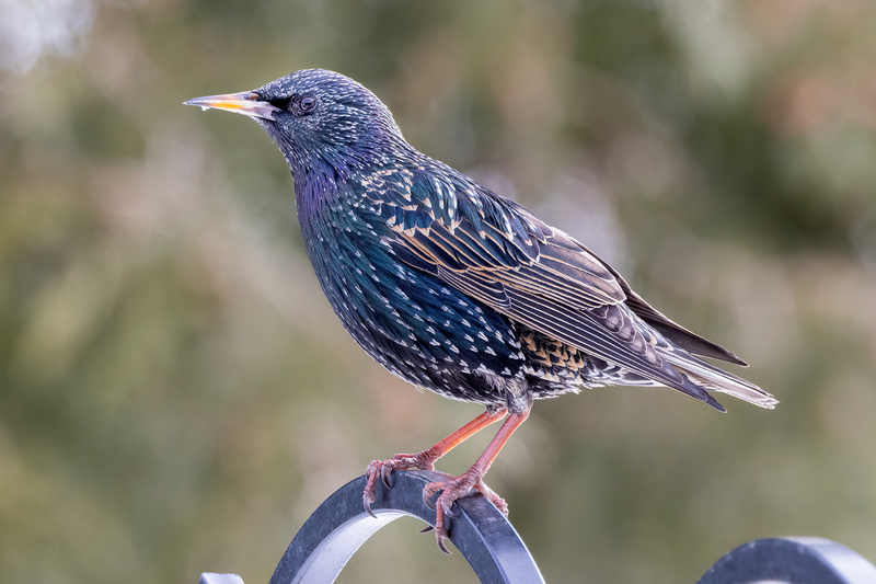 NA235.jpg :: A starling pauses a moment before diving below to a nearby food tray.

West Henrietta NY - Winter 2022