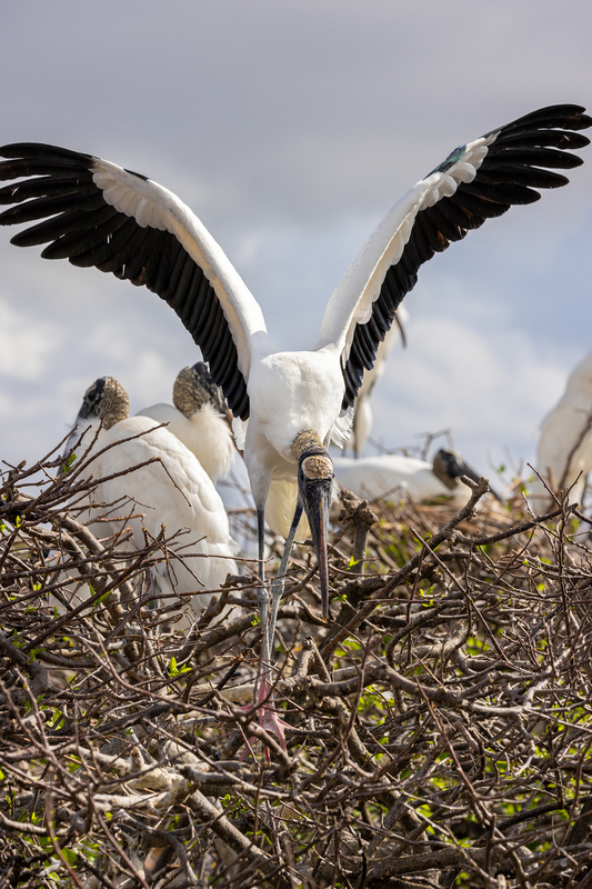 NA236.jpg :: Wood Stork

FL - Winter 2022