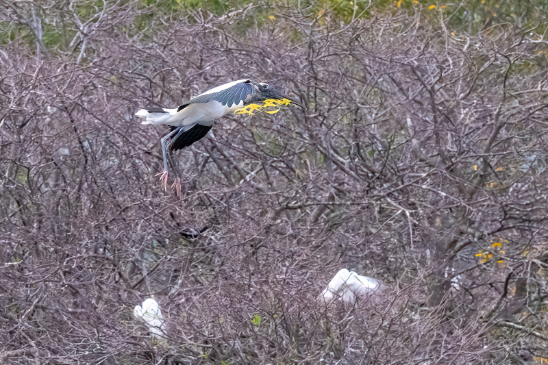 NA238.jpg :: Wood Stork

FL - Winter 2022