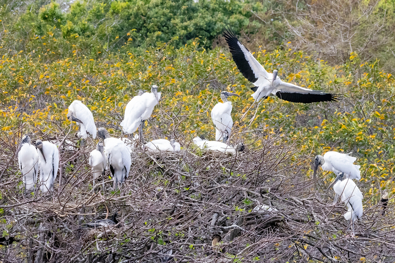 NA239.jpg :: Wood Stork

FL - Winter 2022