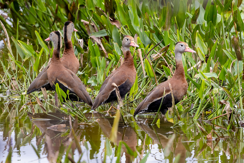 NA240.jpg :: Black Bellied Whistling Duck

FL - Winter 2022