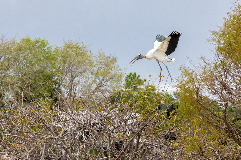 NA241.jpg :: Wood Stork

FL - Winter 2022
