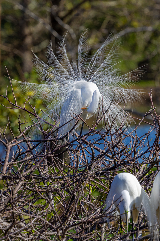 NA243.jpg :: Great Egret

FL - Winter 2022
