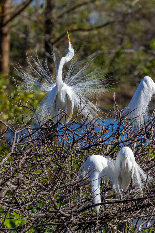 NA244.jpg :: Great Egret

FL - Winter 2022