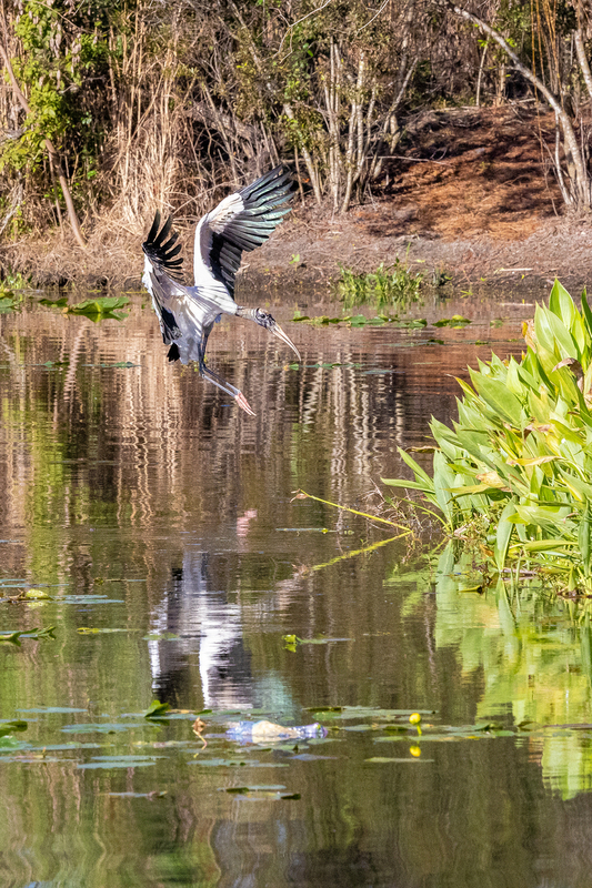 NA245.jpg :: Wood Stork

FL - Winter 2022