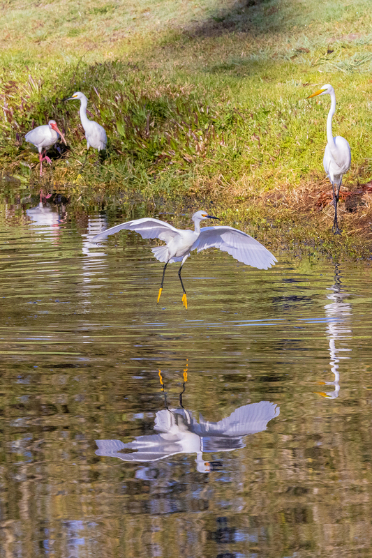 NA246.jpg :: Snowy Egret

FL - Winter 2022