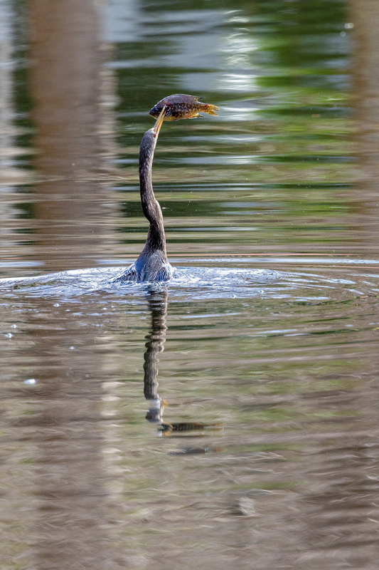 NA247.jpg :: Anhinga

FL - Winter 2022