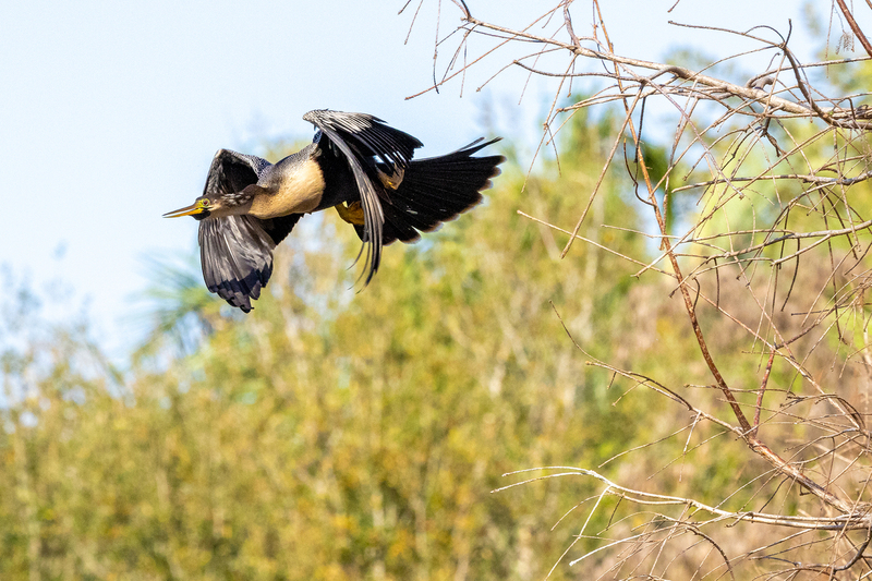 NA248.jpg :: Anhinga

FL - Winter 2022