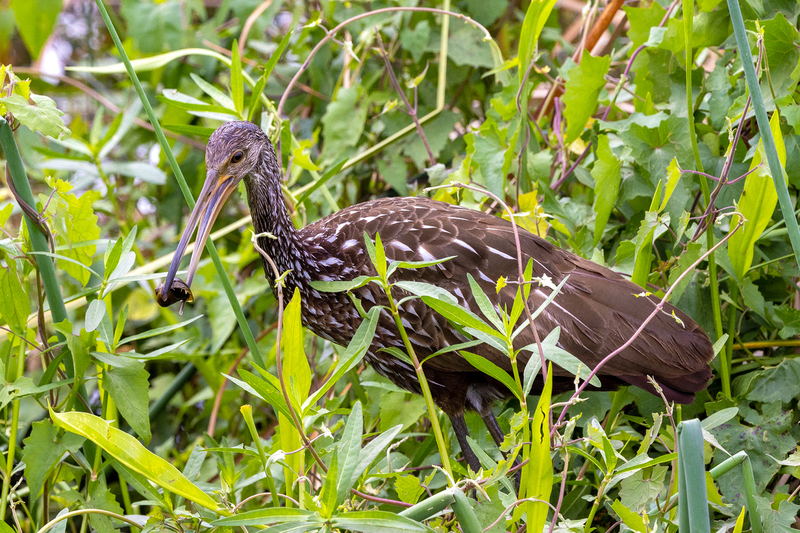 NA249.jpg :: Limpkin

FL - Winter 2022