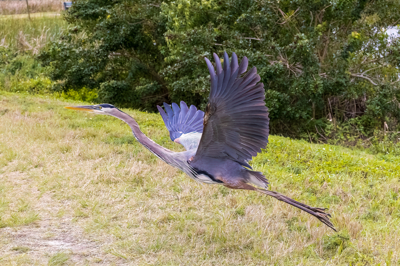 NA250.jpg :: Great Blue Heron

FL- Winter 2022