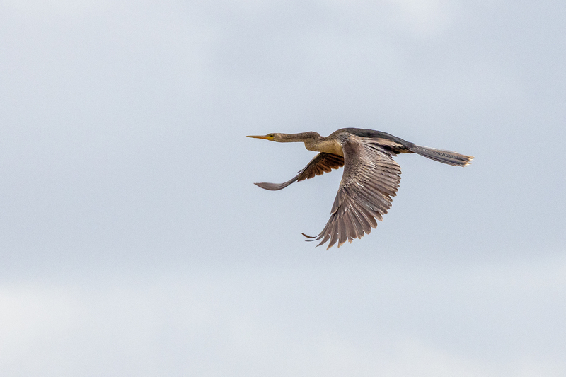 NA251.jpg :: Anhinga

FL - Winter 2022