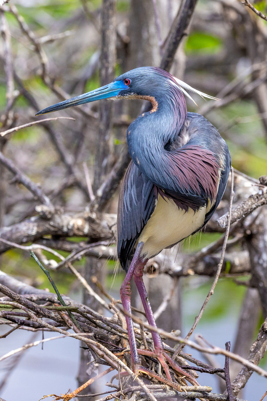 NA252.jpg :: Tricolored Heron

FL - Winter 2022