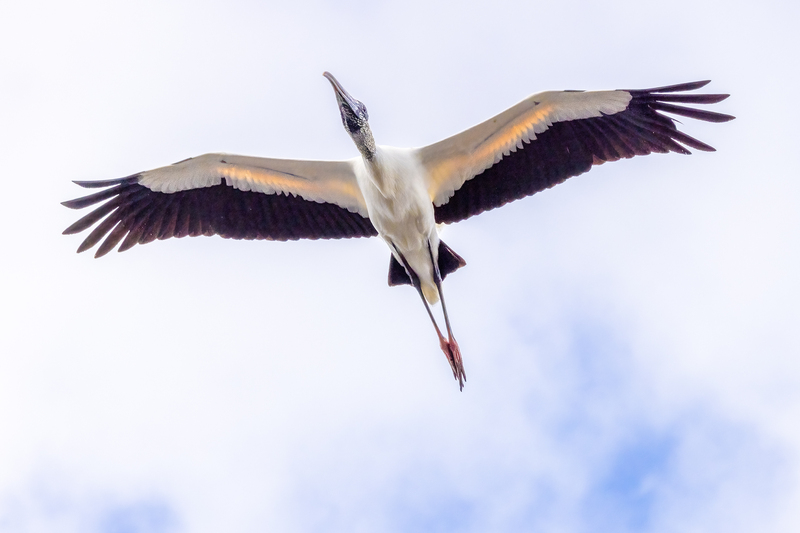 NA253.jpg :: Wood Stork

FL - Winter 2022