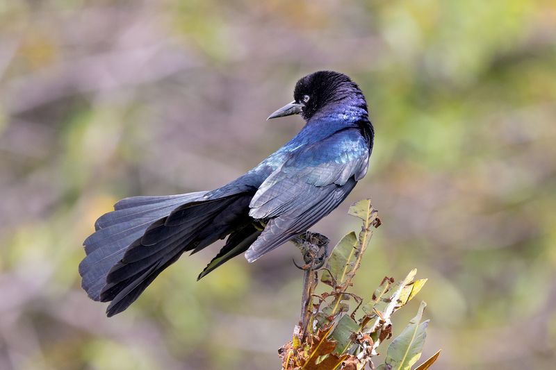NA254.jpg :: Boat Tailed Grackle

FL - Winter 2022