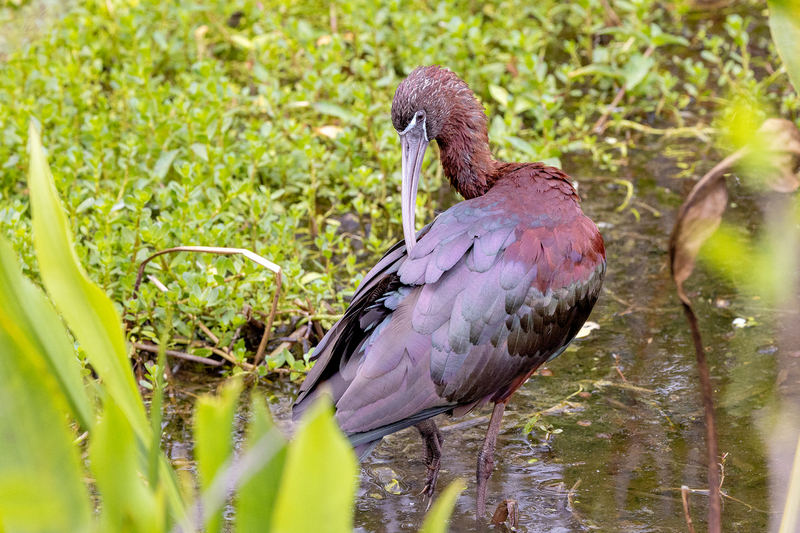 NA255.jpg :: Green Heron

FL - 2022