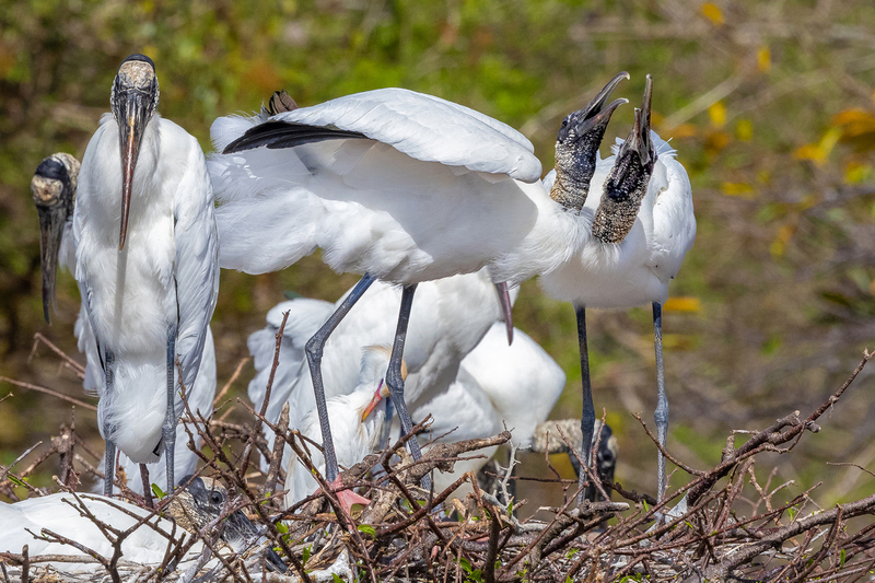 NA256.jpg :: Wood Stork

FL - Winter 2022