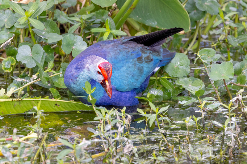 NA257.jpg :: Purple Gallinule

FL - Winter 2022