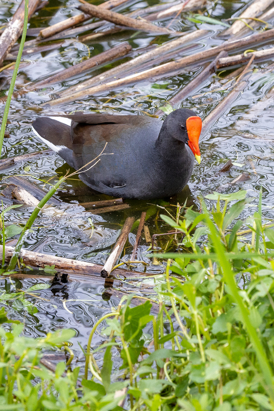 NA259.jpg :: Common Gallinule

FL - Winter 2022