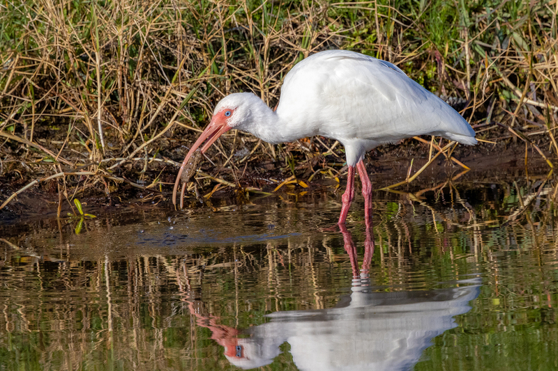 NA260.jpg :: White Ibis

FL - Winter 2022