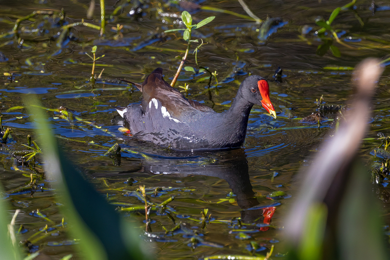 NA261.jpg :: Common Gallinule

FL - Winter 2022