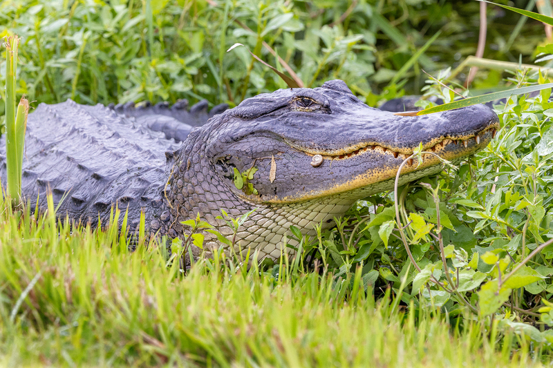NA263.jpg :: Alligator

FL - Winter 2022