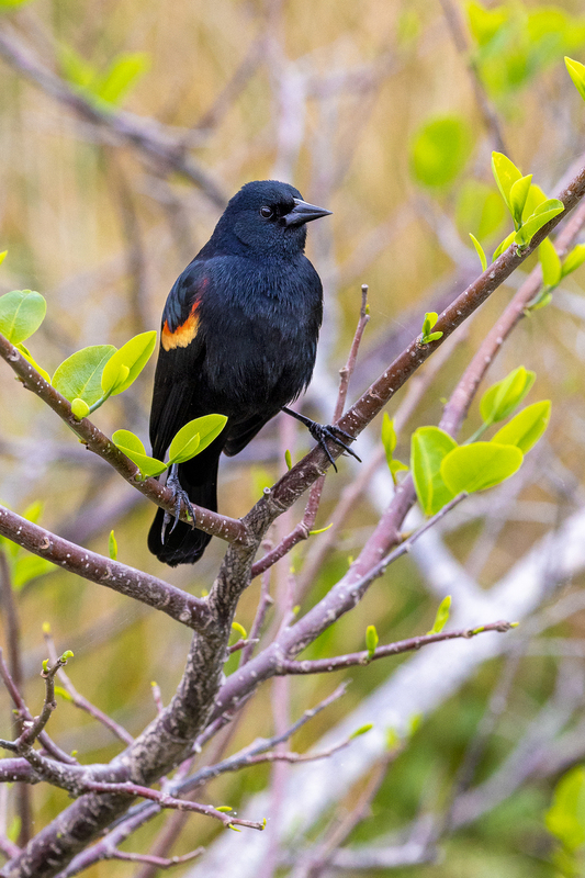 NA264.jpg :: Male Red Winged Blackbird
