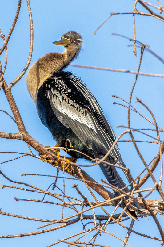 NA265.jpg :: Female Anhinga

FL - Winter 2022