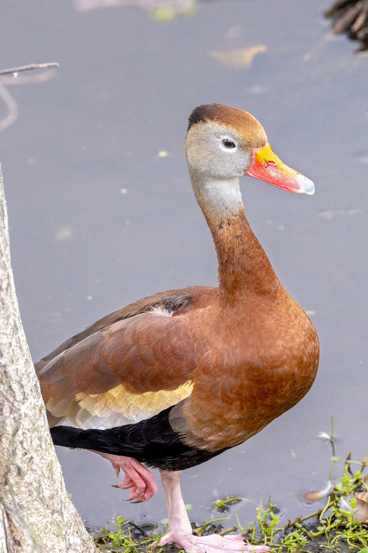 NA266.jpg :: Black Bellied Whistling Duck

FL - Winter 2022