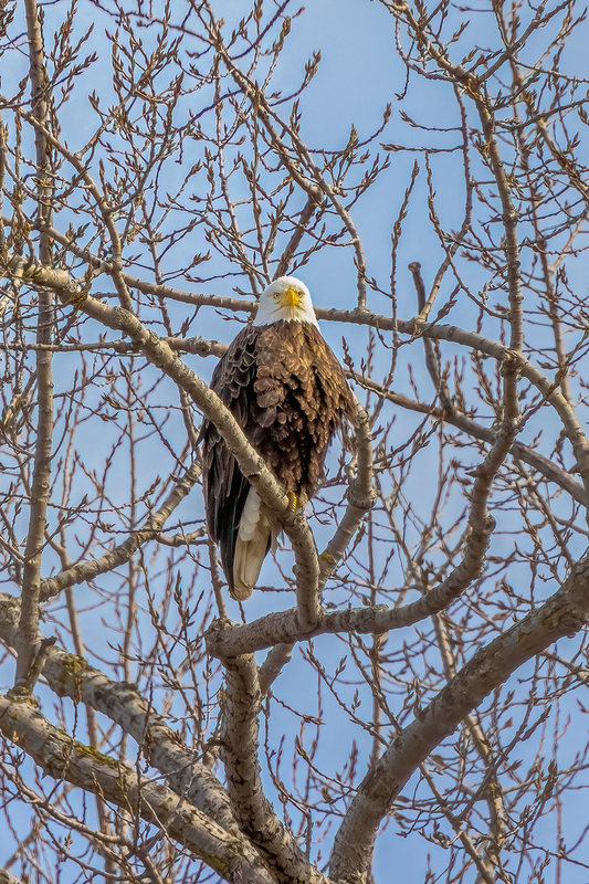 NA268.jpg :: Bald Eagle

Western NY - Spring 2021