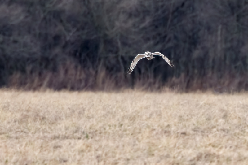 NA269.jpg :: Owl

Western NY 