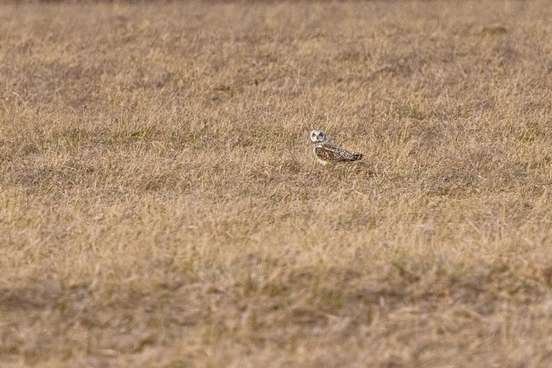 NA271.jpg :: Owl

Western NY