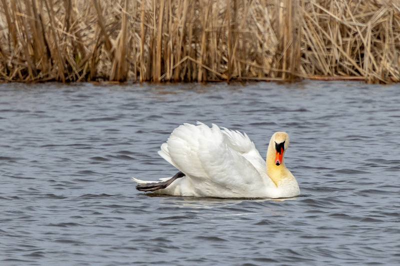 NA272.jpg :: Mute Swan

Western NY