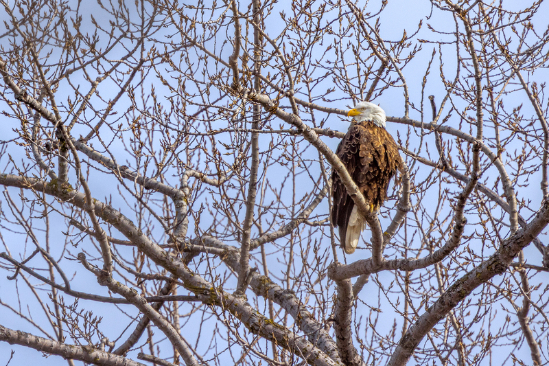 NA273.jpg :: Bald Eagle

Western NY - Spring 2021