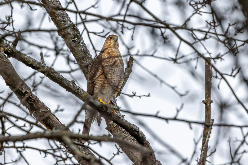 NA274.jpg :: Sharp Shinned Hawk

Western NY - Winter 2022