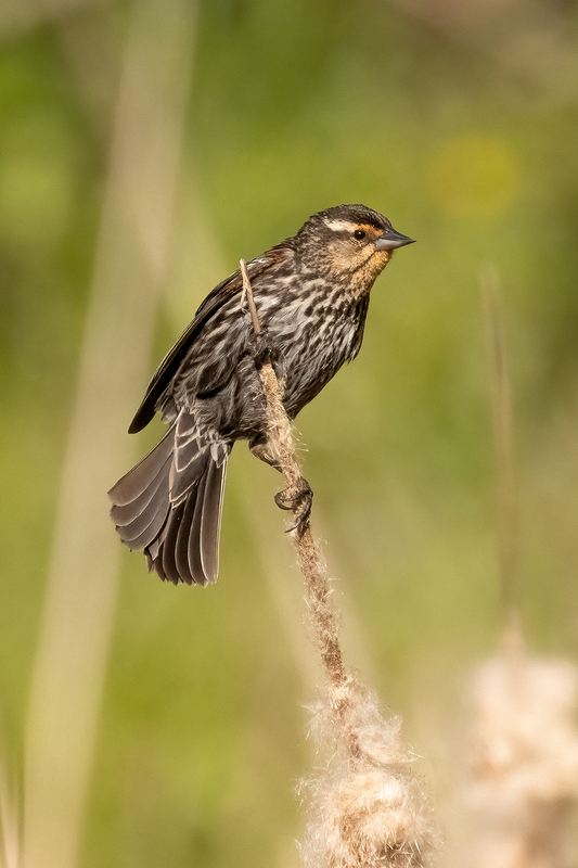 NA275.jpg :: Female Red Winged Blackbird

Western NY - Spring 2023