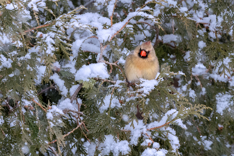 NA276.jpg :: Female Cardinal

Western NY - Winter 2023