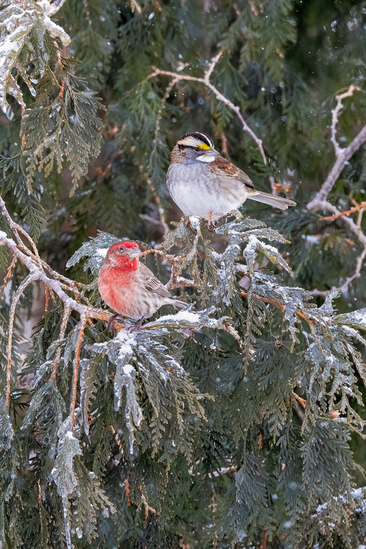 NA277.jpg :: Finch & Sparrow

Western NY - Winter 2023