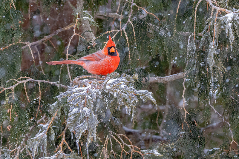 NA278.jpg :: Male Cardinal

Western NY - Winter 2022