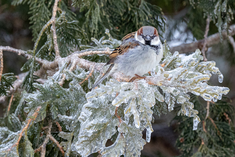 NA279.jpg :: Common Sparrow

Western NY - Winter 2023