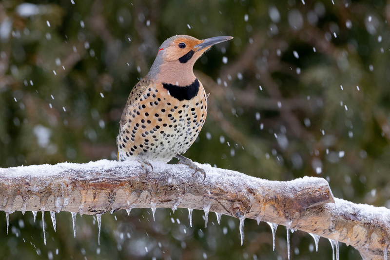 NA280.jpg :: Northern Flicker Woodpecker

Western NY - Winter 2023