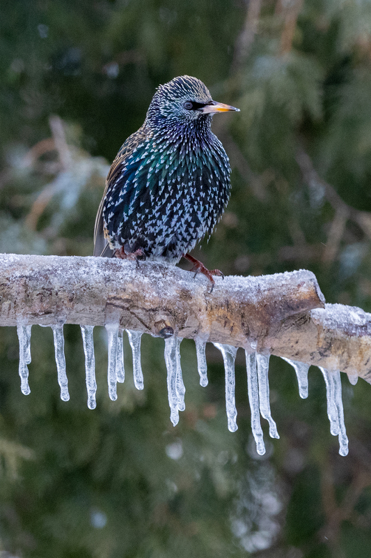 NA281.jpg :: Starling

Western NY - Winter 2023