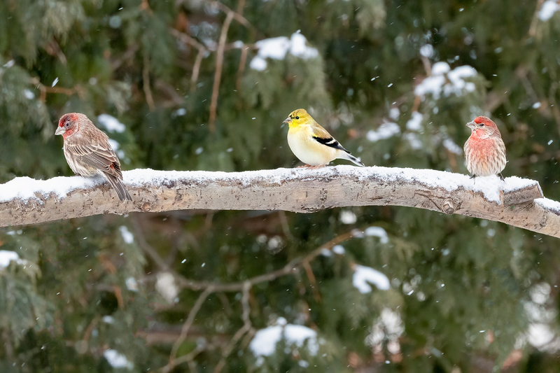 NA282.jpg :: Trio - Rose & Gold Finch

Western NY - Winter 2023
