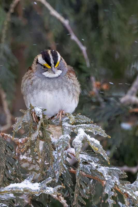 NA283.jpg :: White Throat Sparrow

Western NY - Winter 2023
