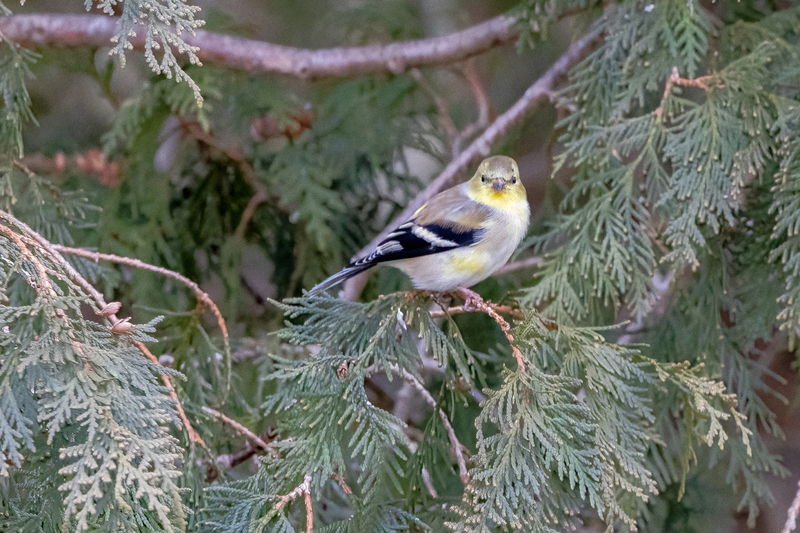 NA285.jpg :: American Gold Finch

Western NY - Fall 2022