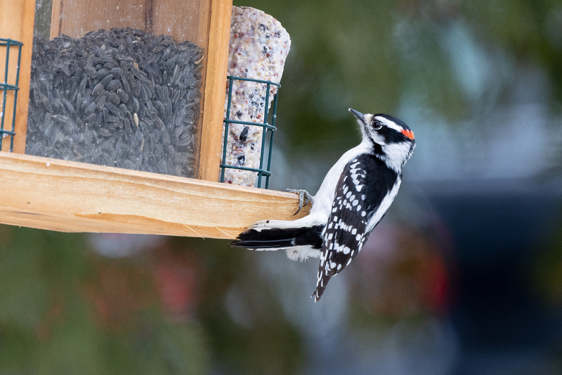 NA286.jpg :: Male Downy Woodpecker

Western NY - Fall 2022