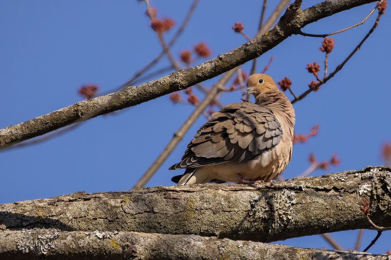 NA288.jpg :: Mourning Dove

Western NY - Spring 2023