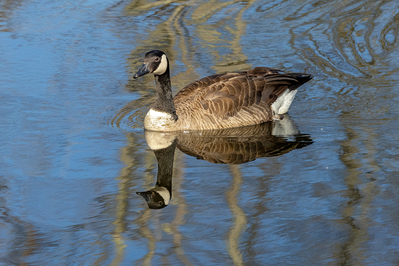 NA290.jpg :: Canada Goose

Western NY - Spring 2023