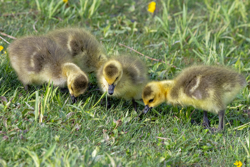 NA292.jpg :: Canada Geese chicks

Western NY - Spring 2023
